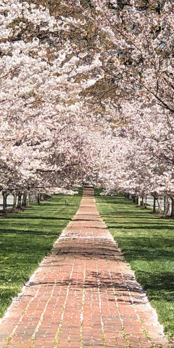 Windsor Way Flowering Trees